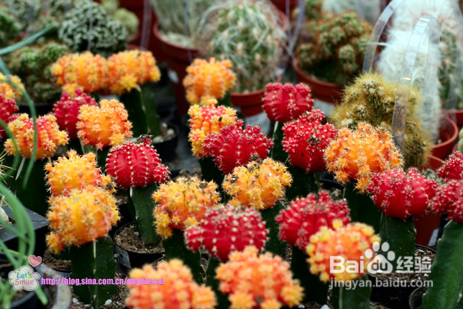 幼儿园亲子户外活动：学种花(组图)