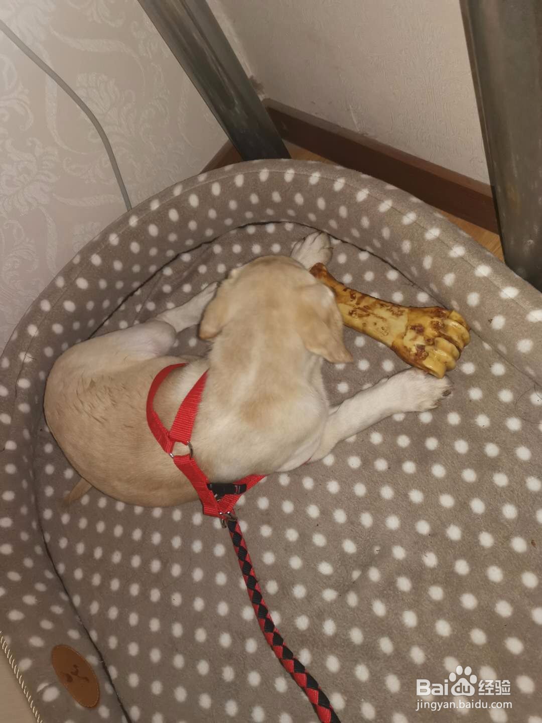 狗狗胃口不好怎么办