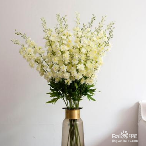 绿罗兰如何盆栽养殖