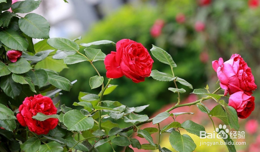 家庭盆栽月季的养护管理