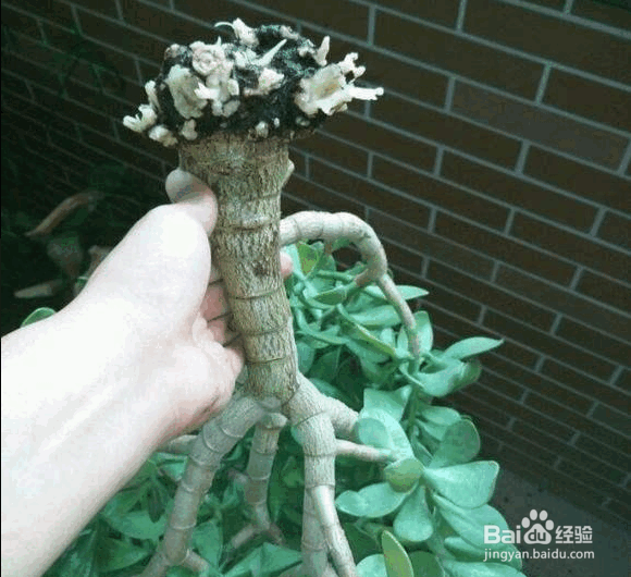 玉树的养殖方法及注意事项