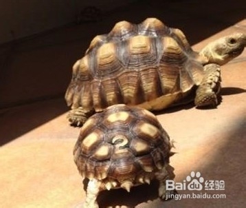 陆龟拒食的常见原因以及解决办法