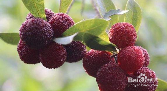 扬梅怎么保存好