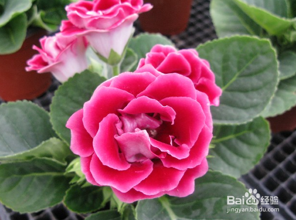 领导者需要具备的资质都有哪些