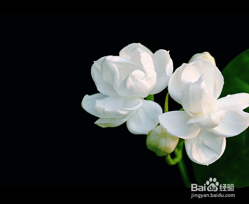 茉莉花怎么养殖