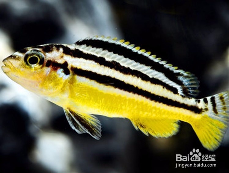 初学者一定要知道的观赏鱼非洲凤凰饲养方法