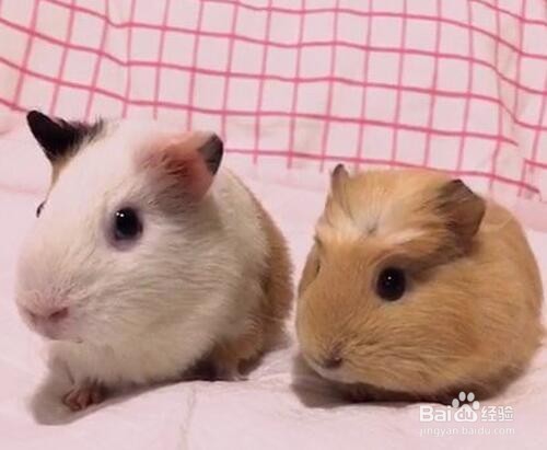 如何清洁荷兰猪