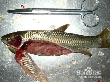 鱼类养殖中肠炎病的病原体和治疗方法