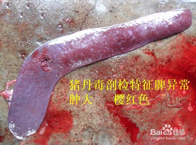 猪丹毒诊断要点及防治