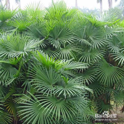 棕竹叶子发黄怎么办