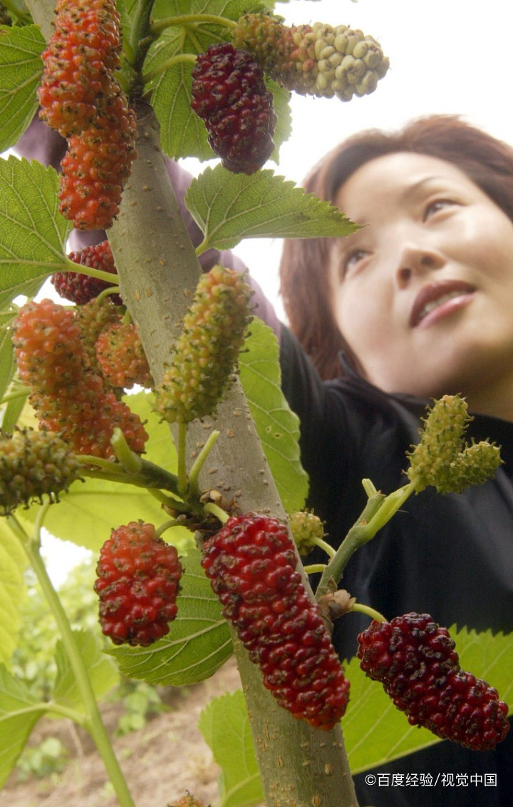 马桑果的危害有哪些