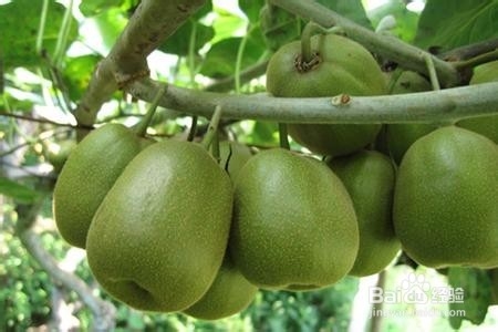 养生专家——6大防晒美白水果