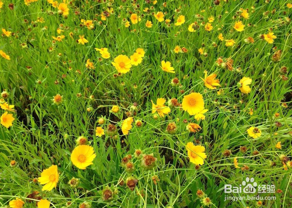 螨虫太多怎么办，教你有效除螨