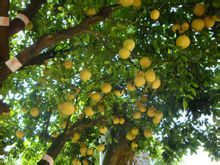 柚子的主要功效