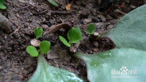 长寿花怎么样扦插呢?