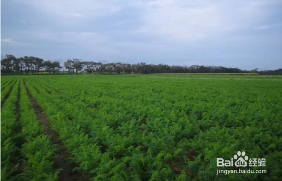 秋萝卜种植时间和方法?