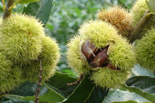 如何清除板栗果实带刺的外壳