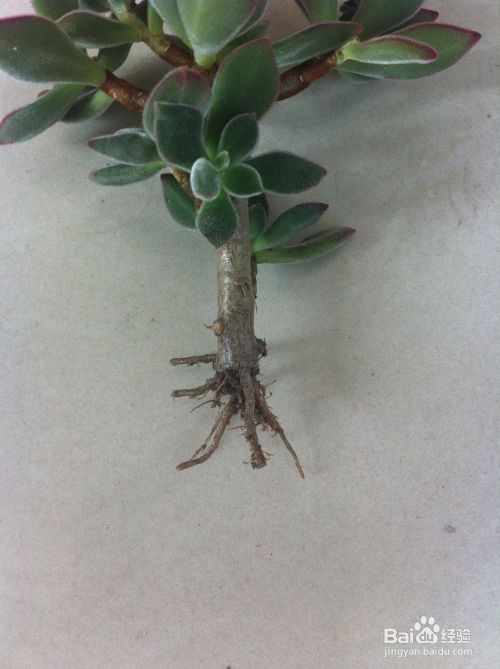 多肉植物如何换土 百度经验