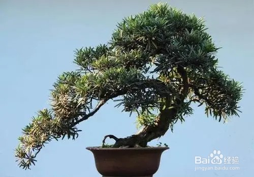 罗汉松小苗怎么做造型