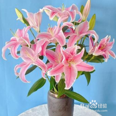 百合花怎么醒花最简单的方法