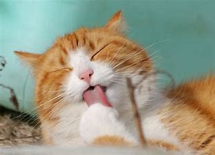 猫的舌头有什么作用?