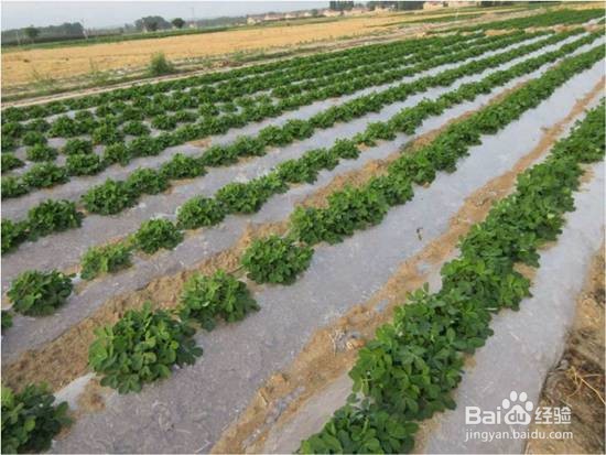 防治地膜污染的方法