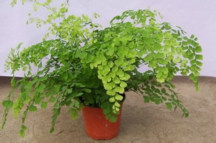 适合在室内种植的植物