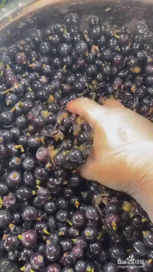 如何制作山葡萄酒