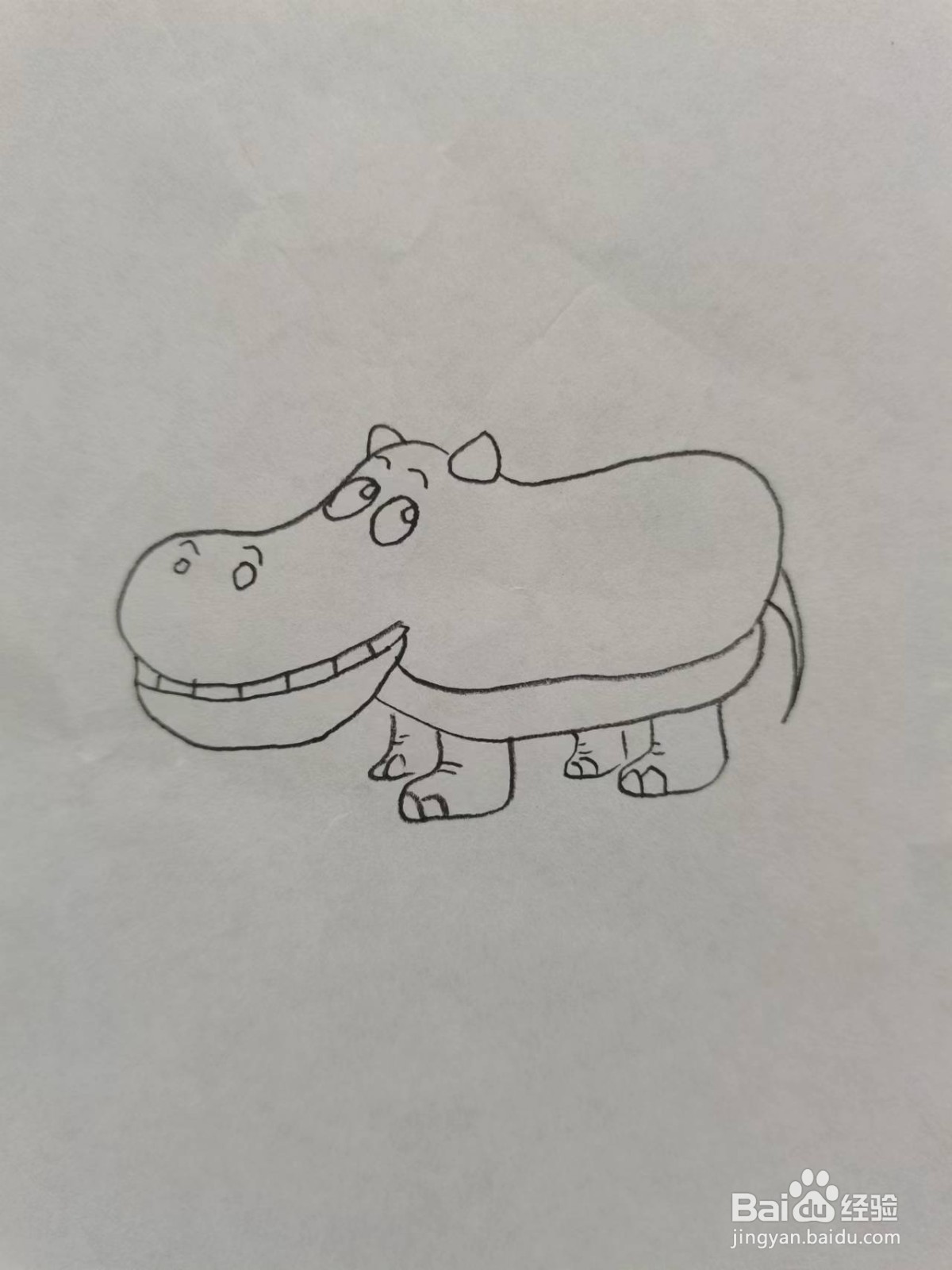 铅笔画卡通河马