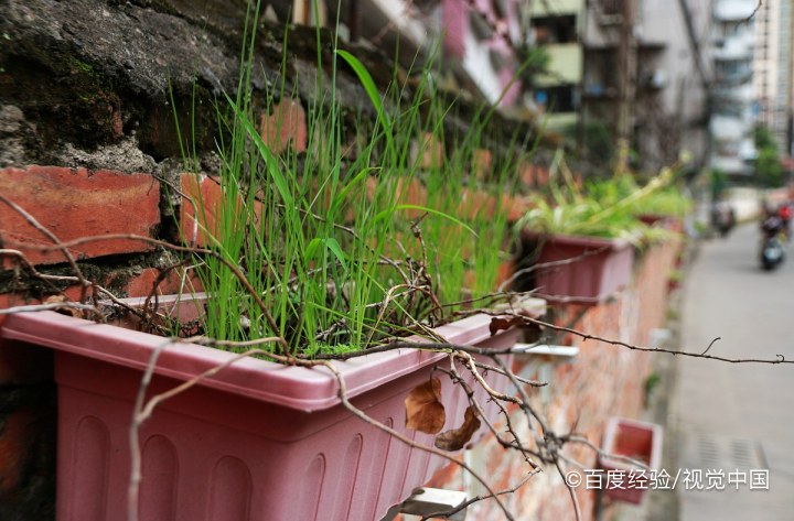 吊兰太长怎么修剪