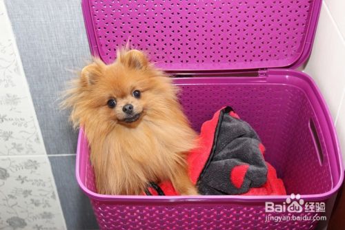 如何正确给宠物洗澡