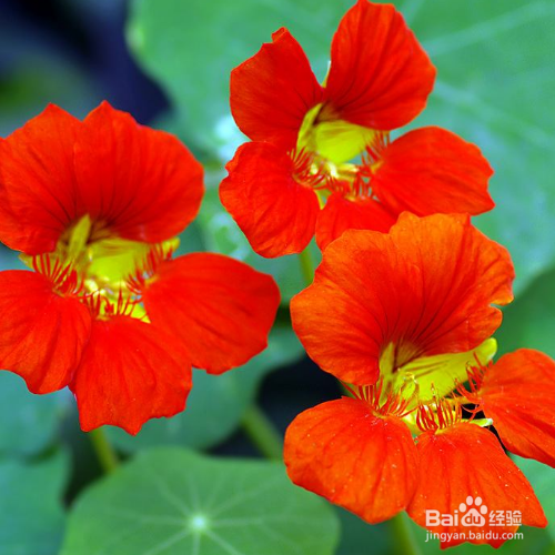 旱金莲出现烂根怎么办?