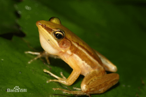 青蛙怎么分公母