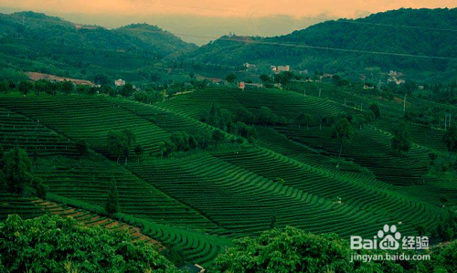 普茸茶渣如何变废为宝