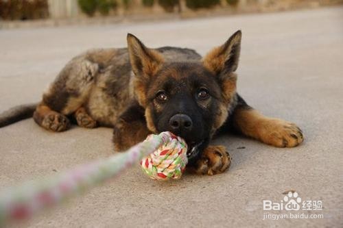 怎么分辨小狼狗和土狗