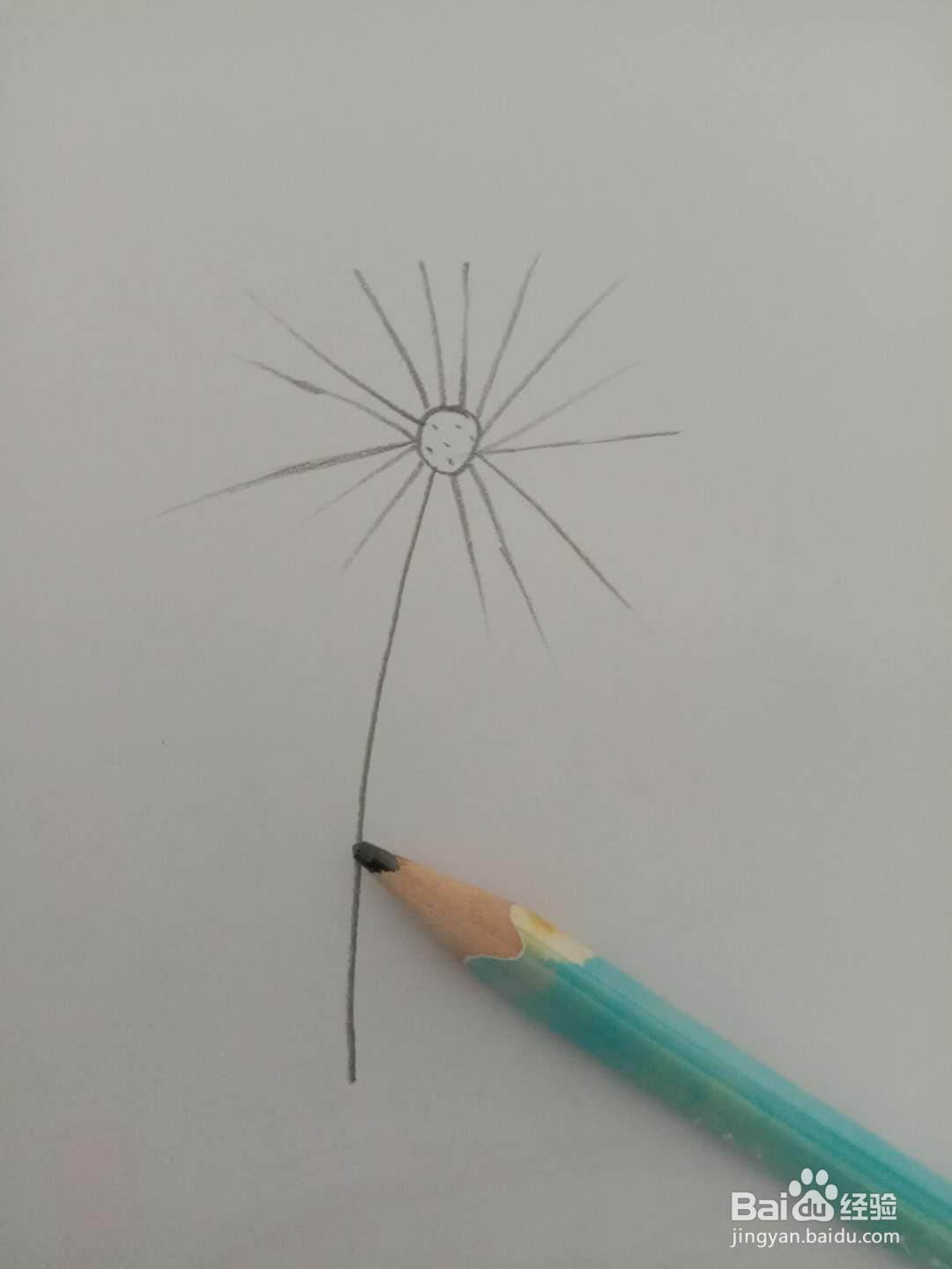 简笔画 如何画春天的蒲公英
