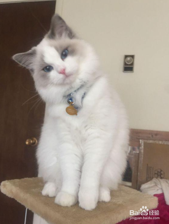 小猫特别爱叫应该怎么做才能让它安静下来