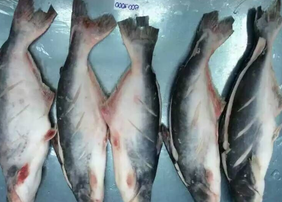 巴沙鱼刺多吗