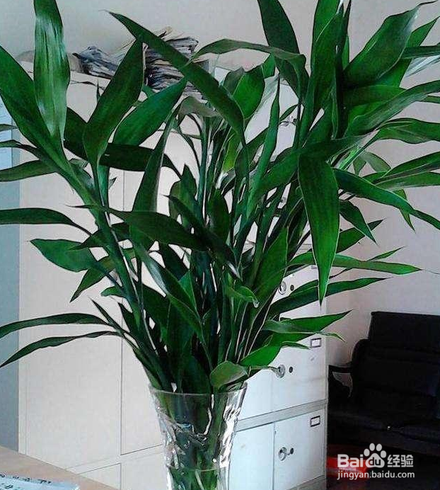 发财树富贵竹黄叶什么原因?