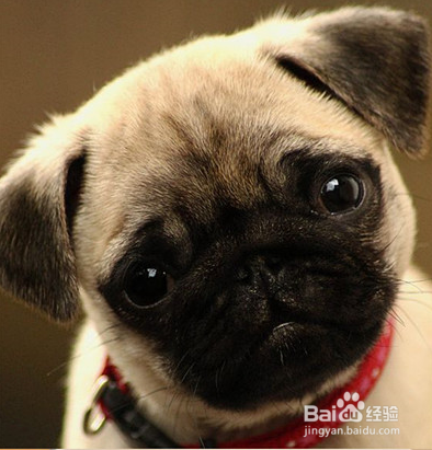 喂，铲屎的！你家狗有话对你说！