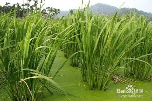 茭白怎么养？