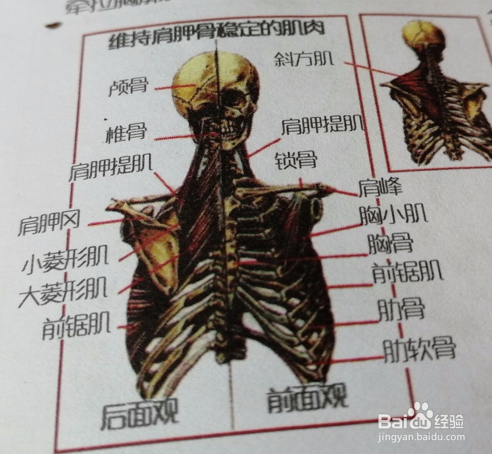 如何练胸部肌肉