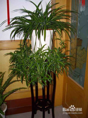 装修后如何除甲醛,装修除甲醛最好方法