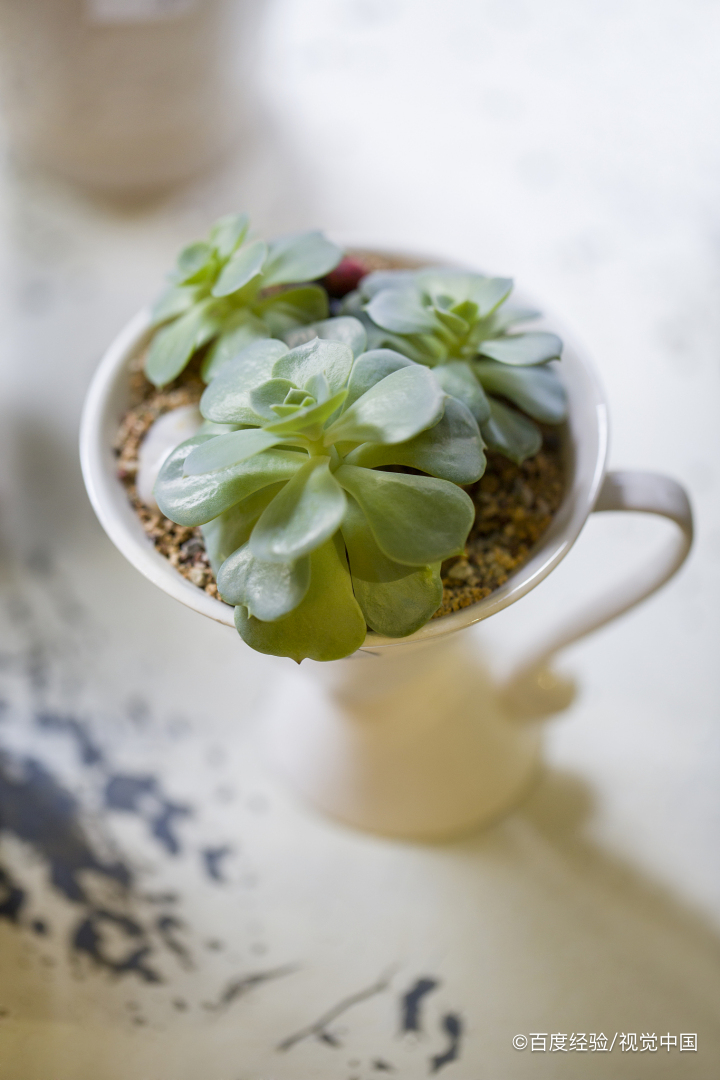花盆草莓怎样在家养殖