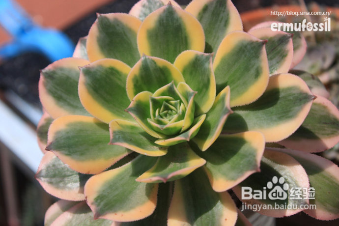 【多肉植物知识】多肉植物中的“缀化-锦-群生”