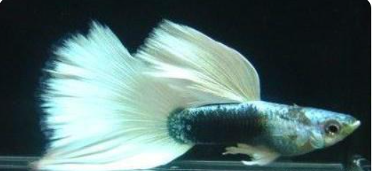 去除鱼缸油膜的方法是什么