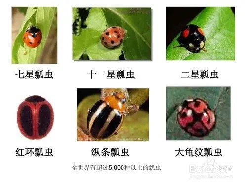七星瓢虫的种类 分类图片