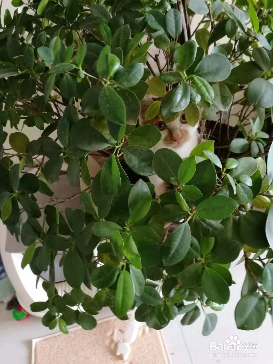 养第二只猫注意事项