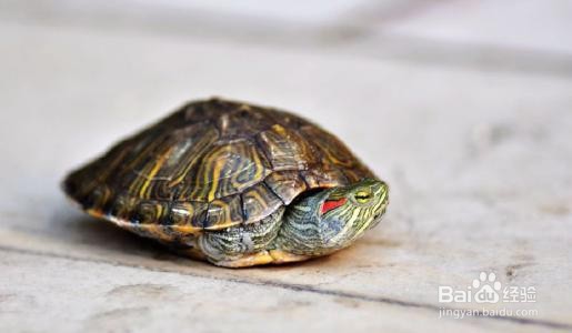 乌龟出眠后温度又下降了怎么办
