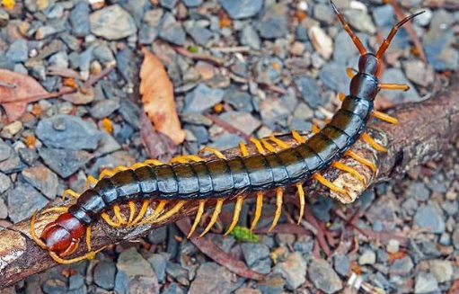 多角虫怎么消灭